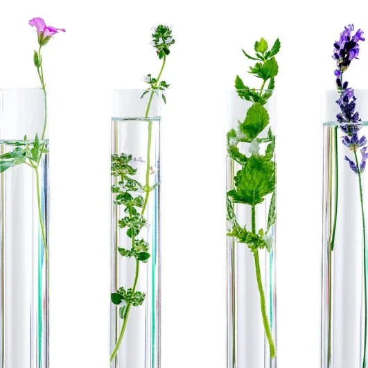 tube à essai avec plantes